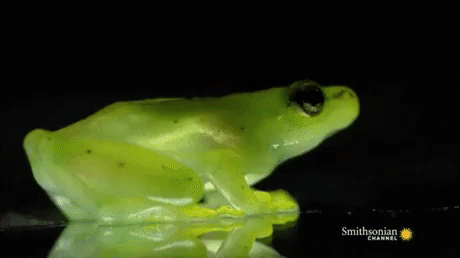 transparent skin frog GIF