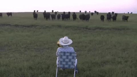 cows trombone GIF