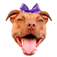 Marketing Digital Dog Sticker by TRIWI