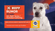Animal Planet GIF by Puppy Bowl
