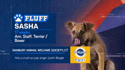 Animal Planet GIF by Puppy Bowl