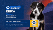 Animal Planet GIF by Puppy Bowl