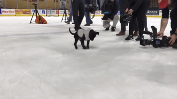 Milwaukee Hockey Team's New Pup Shows Off Puck Skills