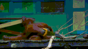 sake GIF