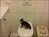 nn GIF