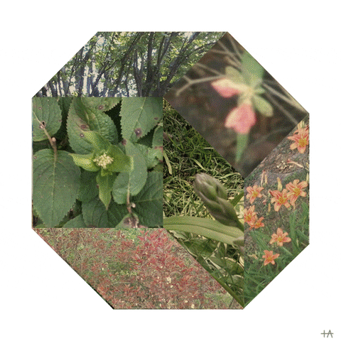 Flowers Plants GIF by Trevor Anderson