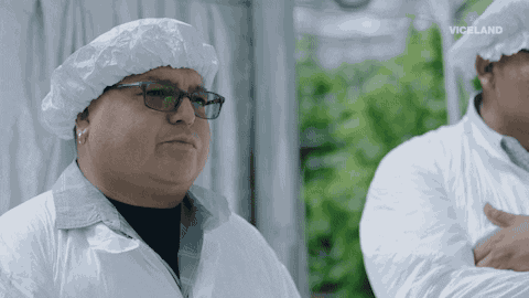 viceland GIF by WEEDIQUETTE