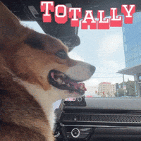 Corgi Milo GIF