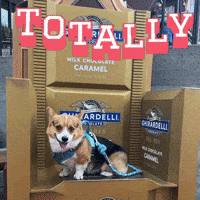 Corgi Milo GIF