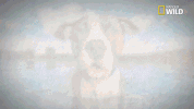 doggie winter wonderland pupparazzi GIF by Nat Geo Wild