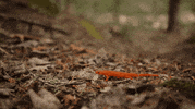 Spring Forest GIF by PureADK