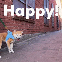 Happy Dog GIF