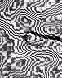 moving black and white GIF by Sadmonstelina