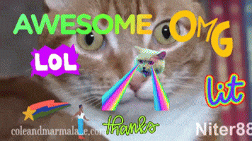 cat meme GIF