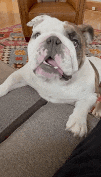 Drake Mascot GIF by DrakeUGriff