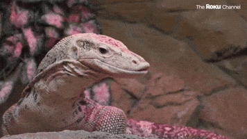 Season 1 Lizard GIF by The Roku Channel