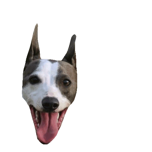 Ha Ha Wolfe Sticker