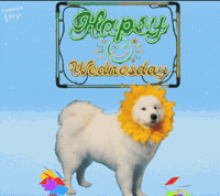 Happy Week GIF