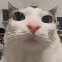 Cat Starring GIF