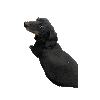 Dog Sticker by The McMullin Design Group