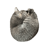 Lord Hobo The Cat Sticker by Alex Anderson