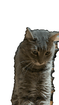 Lord Hobo The Cat Sticker by Alex Anderson
