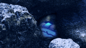 beach fish GIF by Dino Sato