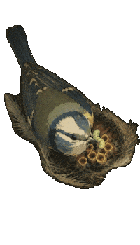 Bird Chick Sticker by mahoniemoni