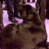 dog show GIF by Westminster Kennel Club