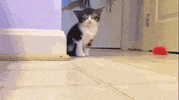 stay trying GIF