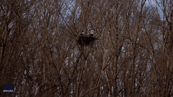 Majestic Bald Eagles Perch on Nest in Mount Vernon