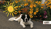 SWR-Kindernetz hot dog sun tired GIF