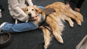 Falling Asleep Golden Retriever GIF