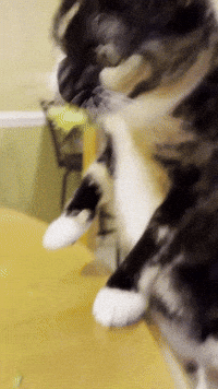 Puddles The Cat GIF