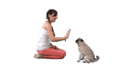 Touch Hund Sticker by DanceandMove