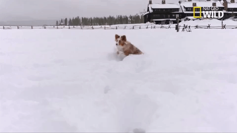doggie winter wonderland pupparazzi GIF by Nat Geo Wild