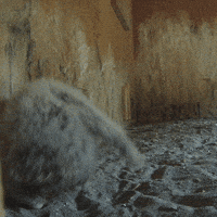 California Condor Jump GIF by Oregon Zoo