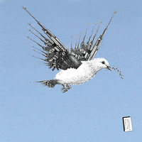 juliefeydel peace bird war ciel GIF
