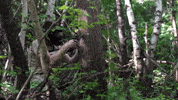 Summer Camp Student GIF by Norwich University