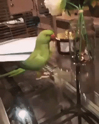 cuteanimalland giphyupload GIF