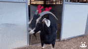 Save Them All Seasons Greetings GIF by Best Friends Animal Society