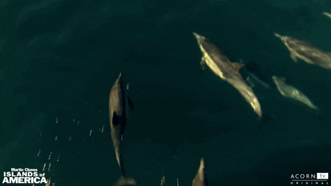 acorn-tv giphyupload california swimming dolphin GIF