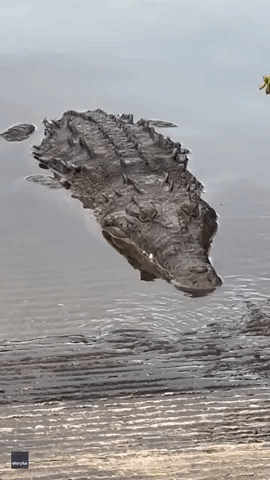 Terrifying Crocodile 'Cough' Caught on Camera in Florida Everglades