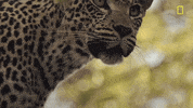 Nat Geo Savage Kingdom GIF by National Geographic Channel
