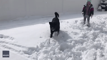 Snow Buddies - Dog Plays in the Snow With Little Girl