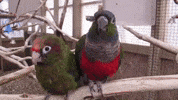 bestfriends flirt flirting how you doin best friends animal society GIF