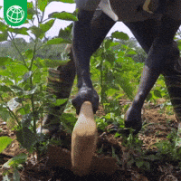Agriculture Farmer GIF by World Bank