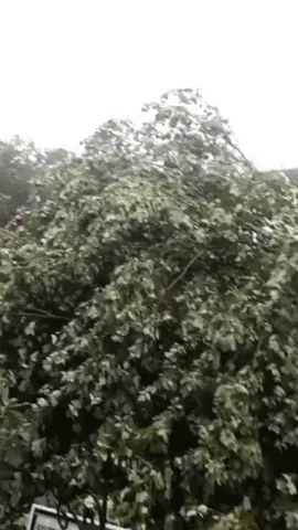 Tropical Storm Isaias Uproots Trees, Cuts Power Across New Jersey
