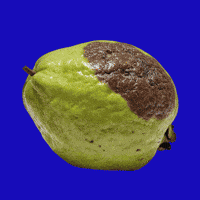 Avocado Uva GIF