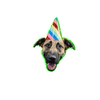 BossK9 dogs happy dog smiling dog jethro Sticker
